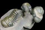 Stunning Crotalocephalina & Reedops Trilobite Association #175054-2